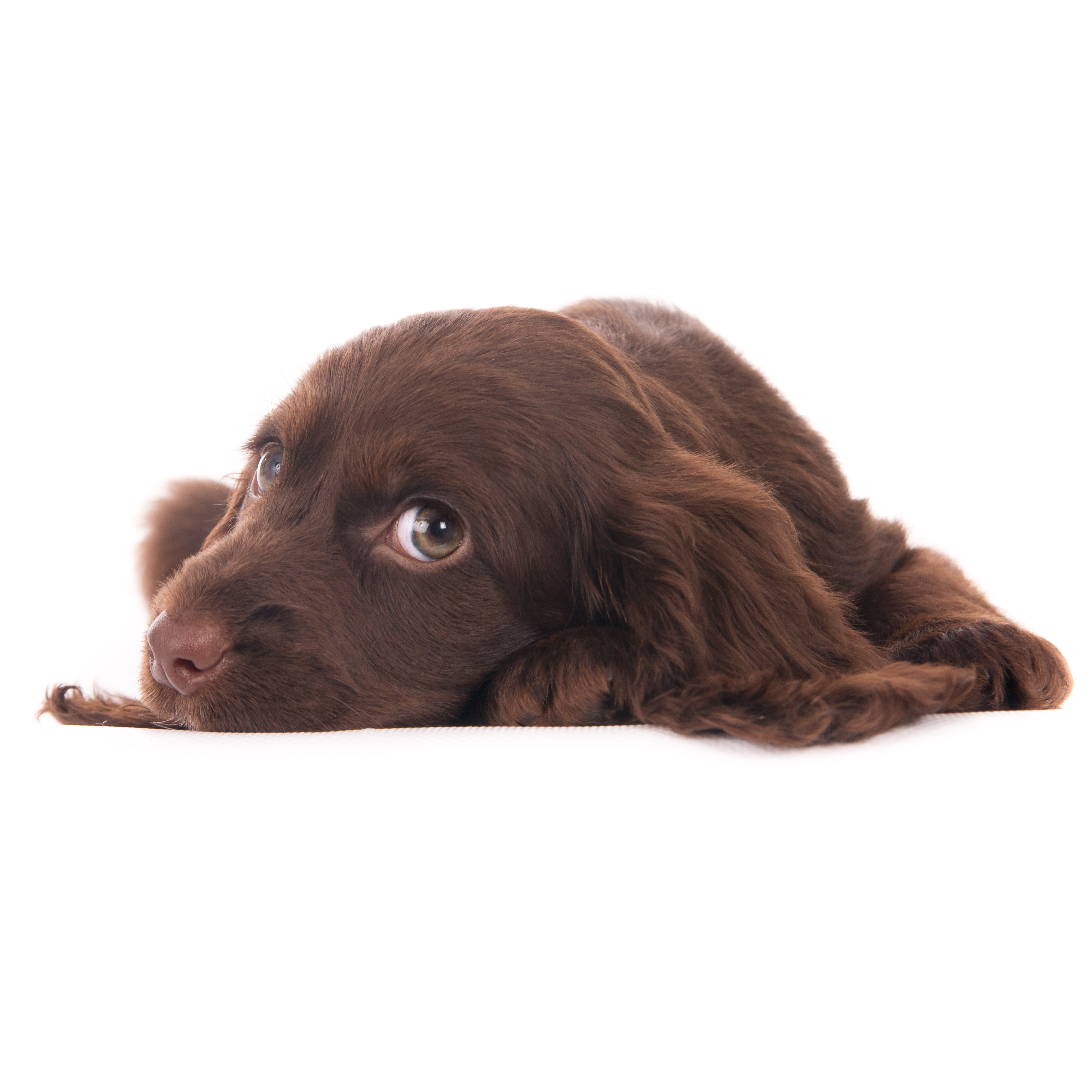 Spaniel rescue shops sussex